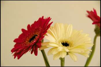 1858580437_99daa8c66f_o