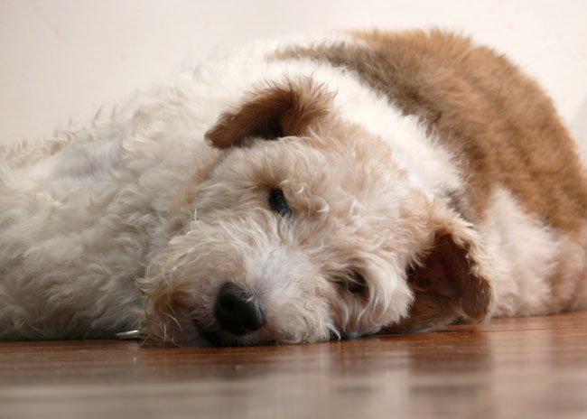 Lisa mahar dog Lisa mahar dog